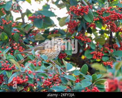 Redwing mangiare frutti di bosco di Rohan in Urban Garden Foto Stock