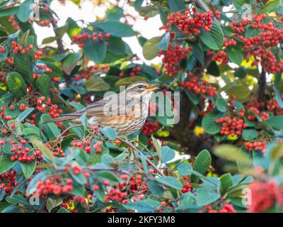 Redwing mangiare frutti di bosco di Rohan in Urban Garden Foto Stock