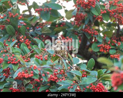 Redwing mangiare frutti di bosco di Rohan in Urban Garden Foto Stock