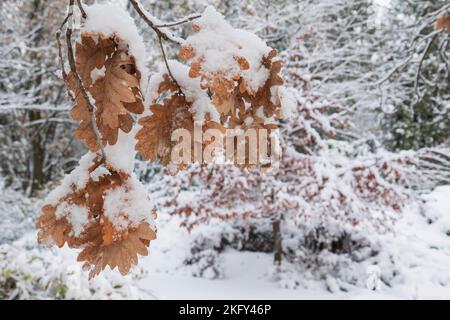 Foglie di quercia secca ricoperte di neve. Foto Stock