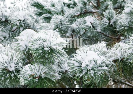 Rami di pino coperti di neve. Sfondo di Natale. Foto Stock