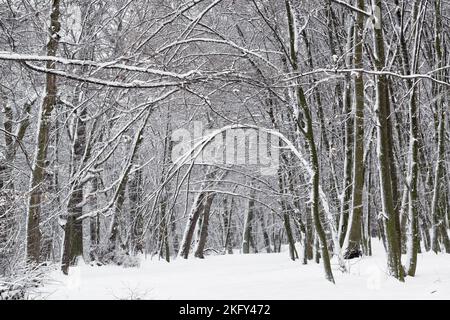 Scena invernale in un parco con alberi ricurvi dopo una nevicata Foto Stock
