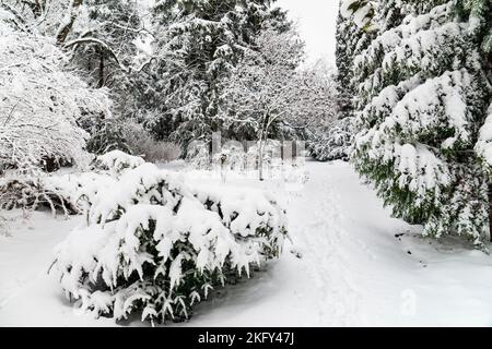 Sentiero e snowdrift nel parco. Inverno nel parco cittadino. Foto Stock