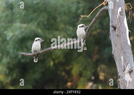 Due kookaburra si trovano sul ramo morto di un albero gengivale al Parco Nazionale di Belair nelle colline di Adelaide. Foto Stock