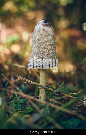 Funghi nei boschi soleggiati. Foto di alta qualità Foto Stock