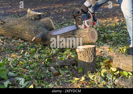 Segare un albero nel giardino con una motosega. Foto Stock