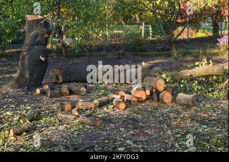 I tronchi abbattuti si trovano accanto ad un albero che è caduto a terra. Foto Stock