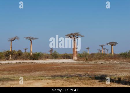Paesaggio con i grandi alberi baobab in Madagascar. Baobab vicolo durante il giorno, famoso baobab vicolo intorno alla strada polverosa sulla costa occidentale di Mad Foto Stock