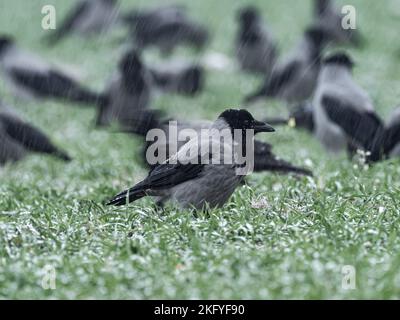 Berlino, Germania. 19th Nov 2022. 18.11.2022, Berlino. Aquilone con cappuccio (corvus cornix) seduto in un campo durante una doccia di neve in un giorno grigio e freddo di novembre. Credit: Wolfram Steinberg/dpa Credit: Wolfram Steinberg/dpa/Alamy Live News Foto Stock