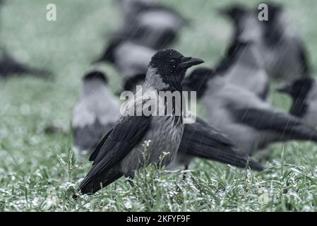 Berlino, Germania. 19th Nov 2022. 18.11.2022, Berlino. Aquilone con cappuccio (corvus cornix) seduto in un campo durante una doccia di neve in un giorno grigio e freddo di novembre. Credit: Wolfram Steinberg/dpa Credit: Wolfram Steinberg/dpa/Alamy Live News Foto Stock