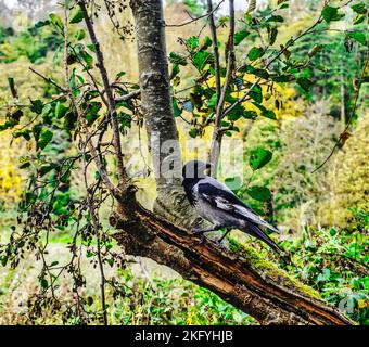 Un corvo incappucciato (Corvus cornix) arroccato su un ramo in un parco. Foto Stock