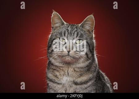 Il gatto domestico Foto Stock