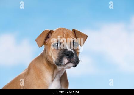 Mongrel Puppy Ritratto Foto Stock