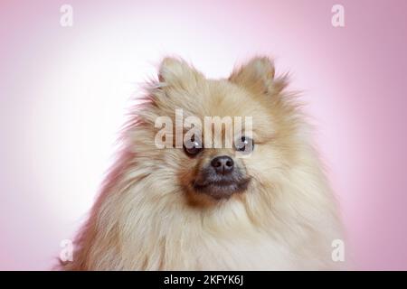 Ritratto di Pomerania Foto Stock