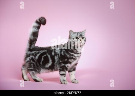 Young British Shorthair cat Foto Stock