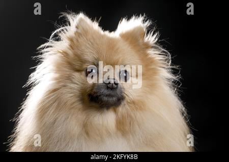 Ritratto di Pomerania Foto Stock