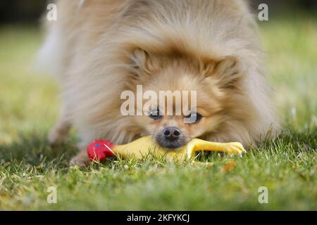 Giocare a Pomeranian Foto Stock