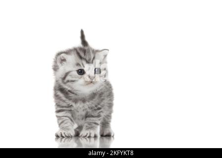 British Shorthair Kitten Foto Stock