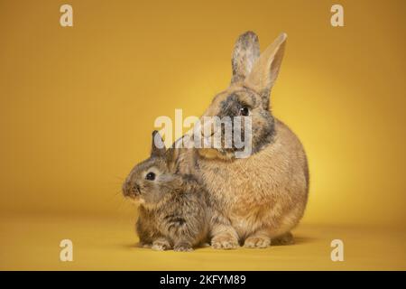 Carino giovane domestico bicolore arancione e bianco gatto