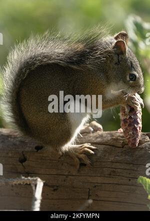 Un primo piano di uno scoiattolo Douglas (Tamiasciurus douglasii) che mangia un cono Foto Stock