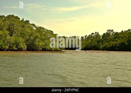 Alberi di mangrovie nella zona costiera dell'isola di Handeuleum, parte del parco nazionale di Ujung Kulon a Pandeglang, Banten, Indonesia. Foto Stock