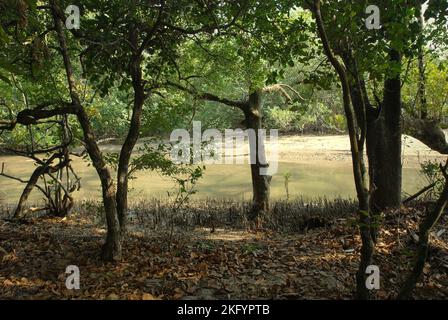 Foresta costiera vicino all'estuario del fiume Cigenter nell'isola di Handeuleum, parte del parco nazionale Ujung Kulon a Pandeglang, Banten, Indonesia. Foto Stock