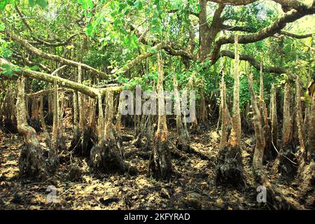 Gigantesche radici aeree della pianta sonneratia, uno degli alberi di mangrovie che crescono sul paesaggio costiero del Parco Nazionale di Ujung Kulon a Pandeglang, Banten, Indonesia. Foto Stock