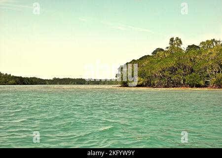 Alberi di mangrovie nel Parco Nazionale di Ujung Kulon, Pandeglang, Banten, Indonesia. Foto Stock