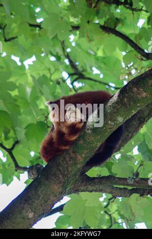 Dormire Red Panda al Paradise Park Foto Stock