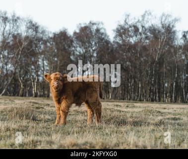 Scottish Higlander vitello bovino su un campo ecologico Foto Stock