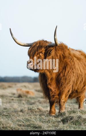 Bestiame scozzese di vitello Higlander in un campo agricolo ecologico Foto Stock