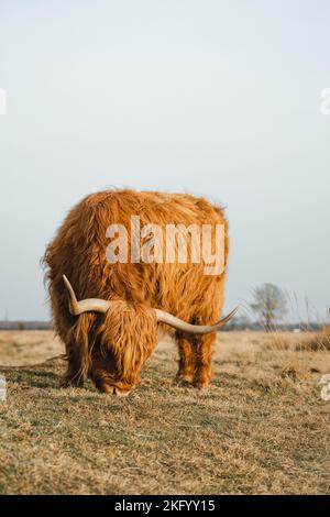 Bestiame scozzese di vitello Higlander in un campo agricolo ecologico Foto Stock