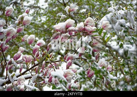 Schnee cade ad Hannover .Linden. Foto Stock