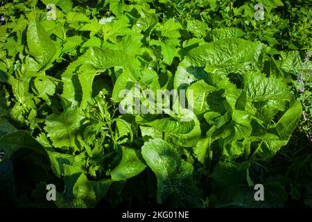 La mia casa-giardino prodotti biologici. Rafano Armoracia rusticana, syn. Cochlearia armoracia. Caldo e piccante, foglie e radici. Foto Stock