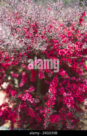 Primo piano di fiori rosa flom una pianta neozelandese Tea Bush con foglie scure sparate a profondità di campo poco profonda Foto Stock