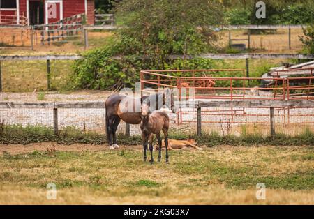 Cavalli in una fattoria. Agricoltura Paesaggio con il vecchio fienile rosso. Cavalli nel campo. Curioso quarto cavallo nemico dietro la recinzione. Nessuno, fuoco selettivo Foto Stock