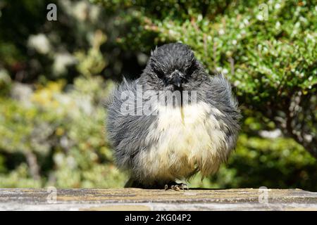 Uno degli uccelli nativi molto carini della Nuova Zelanda, un robin, è fluffed in su che siede al sole. Questi piccoli uccelli sono molto amichevoli e non sono spaventato ea Foto Stock
