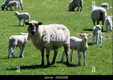 Una pecora nera, forse un dorset giù, sta guardando la macchina fotografica. Il suo agnello di ariete è accanto a lei. Foto Stock