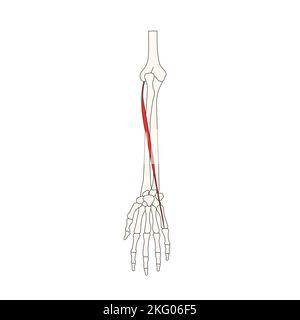 anatomia umana disegno muscolo estensore digiti minimi Foto Stock