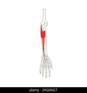 anatomia umana drawing flexor pollicis muscolo brevis Foto Stock