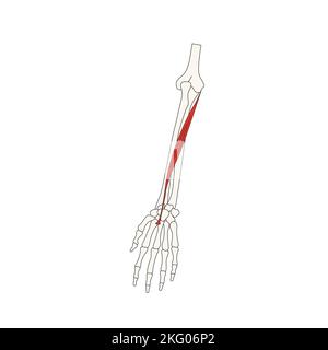 anatomia umana drawing flexor carpi radialis Foto Stock