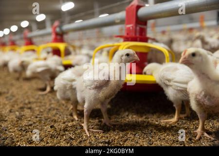 Pollo alimentazione automatica in fattoria vicino, temperatura e controllo della luce, Thailandia. Foto Stock