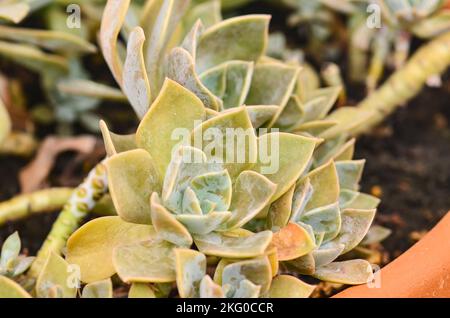 pietra di cactus rosa alla luce del sole Foto Stock