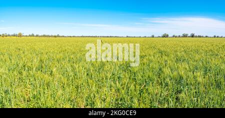 Una vista panoramica di una coltura semi-nana di grano che cresce su una proprietà nel nord-ovest del nuovo Galles del Sud, Australia Foto Stock