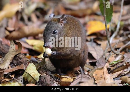 Musky Rat Kangaroo nella foresta pluviale del Queensland Foto Stock