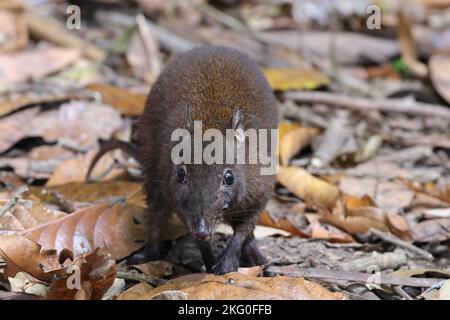 Musky Rat Kangaroo nella foresta pluviale del Queensland Foto Stock