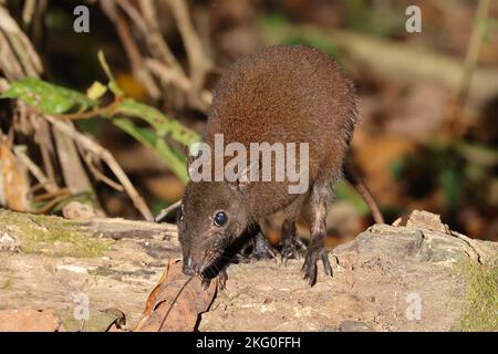 Musky Rat Kangaroo nella foresta pluviale del Queensland Foto Stock