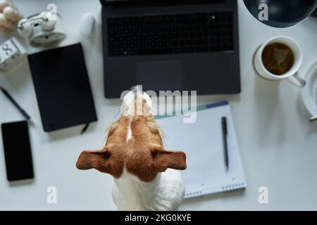 Vista dall'alto della testa del cane contro il luogo di lavoro dell'ufficio domestico con il laptop, i documenti e la tazza di tè disposti sul tavolo davanti alla finestra Foto Stock