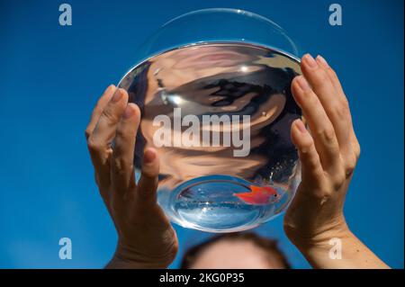 Donna che tiene un acquario rotondo con pesci oro su sfondo cielo blu. Foto Stock