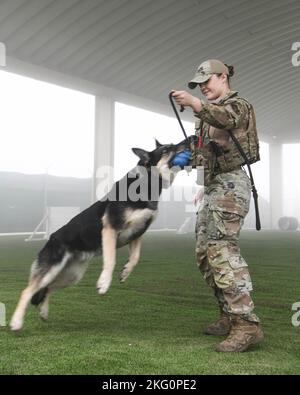 Staff Sgt. McKenzie Langan, un operatore militare di cane che lavora assegnato al 380th ° Squadron delle forze di sicurezza di spedizione, si allena con la sua MWD, Adja, nel 380th ° cantiere di obbedienza ESFS, 20 ottobre 2022 presso la base aerea di al Dhafra, Emirati Arabi Uniti. Esercitandosi nel cortile di obbedienza, i gestori possono assicurarsi che la loro MWD abbia familiarità con gli ostacoli differenti in modo da non essere ostacolati da nuovo terreno sul lavoro. Foto Stock